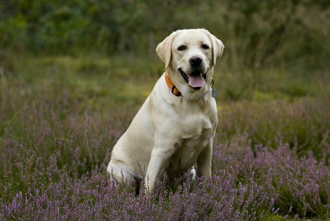 labrador, puppy, labrador, labrador, labrador, labrador, labrador
